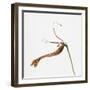 Striped orchid-Micha Pawlitzki-Framed Photographic Print