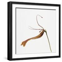 Striped orchid-Micha Pawlitzki-Framed Photographic Print