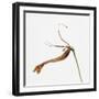 Striped orchid-Micha Pawlitzki-Framed Photographic Print