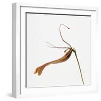 Striped orchid-Micha Pawlitzki-Framed Photographic Print