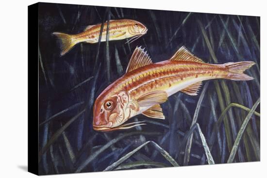 Striped Red Mullet or Surmullet (Mullus Surmuletus), Mullidae-null-Stretched Canvas