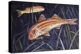 Striped Red Mullet or Surmullet (Mullus Surmuletus), Mullidae-null-Stretched Canvas