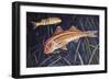 Striped Red Mullet or Surmullet (Mullus Surmuletus), Mullidae-null-Framed Giclee Print