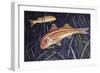 Striped Red Mullet or Surmullet (Mullus Surmuletus), Mullidae-null-Framed Giclee Print