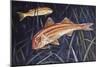 Striped Red Mullet or Surmullet (Mullus Surmuletus), Mullidae-null-Mounted Giclee Print