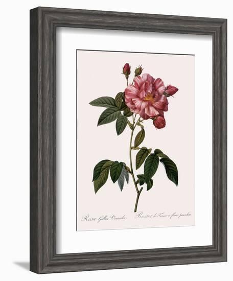 Striped Rose of France-Pierre Joseph Redoute-Framed Giclee Print