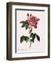 Striped Rose of France-Pierre Joseph Redoute-Framed Giclee Print