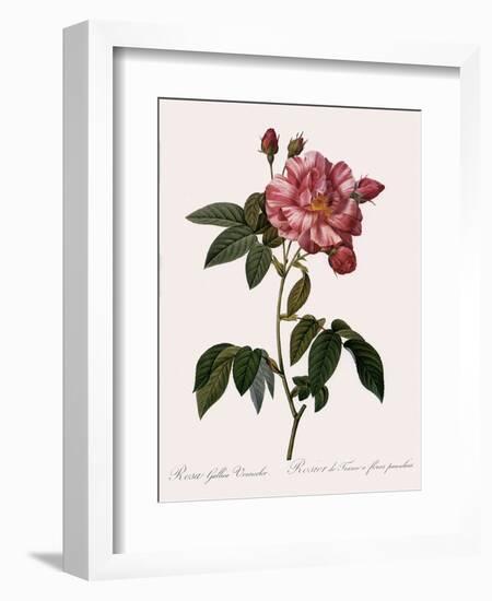 Striped Rose of France-Pierre Joseph Redoute-Framed Giclee Print