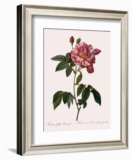 Striped Rose of France-Pierre Joseph Redoute-Framed Giclee Print