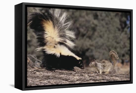 Striped Skunk and Squirrel-DLILLC-Framed Stretched Canvas