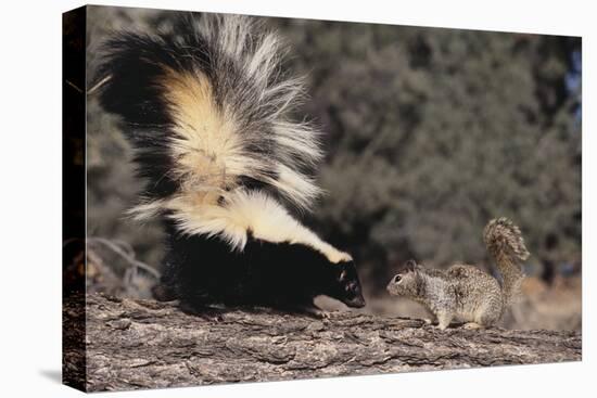 Striped Skunk and Squirrel-DLILLC-Stretched Canvas