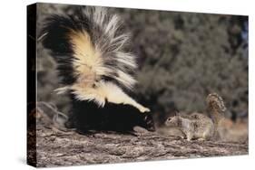 Striped Skunk and Squirrel-DLILLC-Stretched Canvas