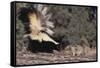 Striped Skunk and Squirrel-DLILLC-Framed Stretched Canvas