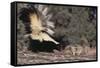 Striped Skunk and Squirrel-DLILLC-Framed Stretched Canvas