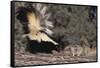 Striped Skunk and Squirrel-DLILLC-Framed Stretched Canvas