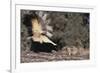 Striped Skunk and Squirrel-DLILLC-Framed Photographic Print