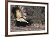 Striped Skunk and Squirrel-DLILLC-Framed Photographic Print