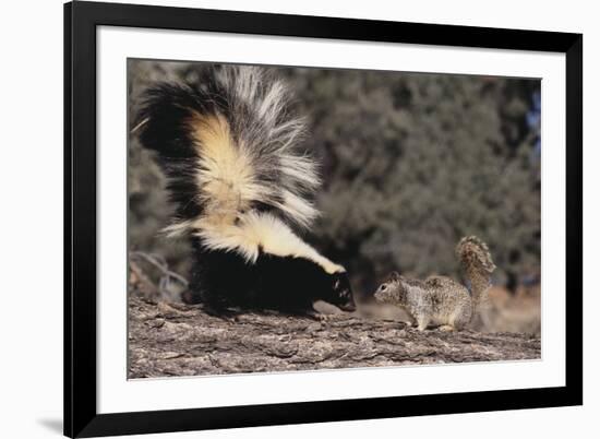 Striped Skunk and Squirrel-DLILLC-Framed Photographic Print