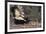 Striped Skunk and Squirrel-DLILLC-Framed Photographic Print