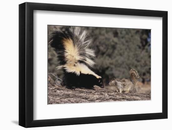 Striped Skunk and Squirrel-DLILLC-Framed Photographic Print