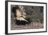 Striped Skunk and Squirrel-DLILLC-Framed Photographic Print