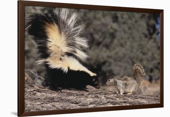 Striped Skunk and Squirrel-DLILLC-Framed Photographic Print