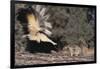 Striped Skunk and Squirrel-DLILLC-Framed Photographic Print