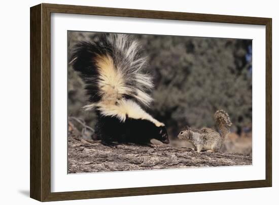 Striped Skunk and Squirrel-DLILLC-Framed Photographic Print