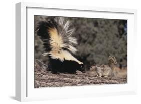 Striped Skunk and Squirrel-DLILLC-Framed Photographic Print