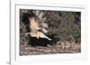 Striped Skunk and Squirrel-DLILLC-Framed Photographic Print