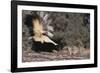 Striped Skunk and Squirrel-DLILLC-Framed Photographic Print