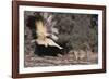 Striped Skunk and Squirrel-DLILLC-Framed Photographic Print