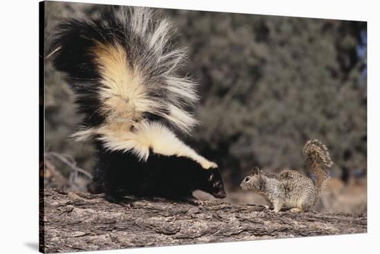 Striped Skunk and Squirrel-DLILLC-Stretched Canvas