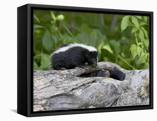 Striped Skunk Baby on Log with Adult in Log, in Captivity, Sandstone, Minnesota, USA-James Hager-Framed Stretched Canvas