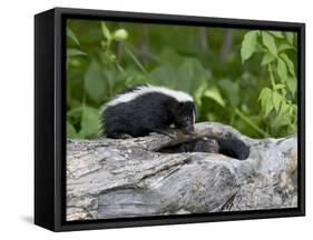 Striped Skunk Baby on Log with Adult in Log, in Captivity, Sandstone, Minnesota, USA-James Hager-Framed Stretched Canvas