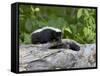 Striped Skunk Baby on Log with Adult in Log, in Captivity, Sandstone, Minnesota, USA-James Hager-Framed Stretched Canvas