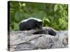 Striped Skunk Baby on Log with Adult in Log, in Captivity, Sandstone, Minnesota, USA-James Hager-Stretched Canvas