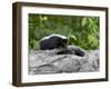 Striped Skunk Baby on Log with Adult in Log, in Captivity, Sandstone, Minnesota, USA-James Hager-Framed Photographic Print