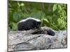 Striped Skunk Baby on Log with Adult in Log, in Captivity, Sandstone, Minnesota, USA-James Hager-Mounted Photographic Print