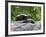 Striped Skunk Baby on Log with Adult in Log, in Captivity, Sandstone, Minnesota, USA-James Hager-Framed Photographic Print