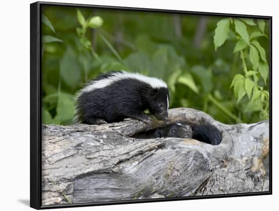 Striped Skunk Baby on Log with Adult in Log, in Captivity, Sandstone, Minnesota, USA-James Hager-Framed Photographic Print