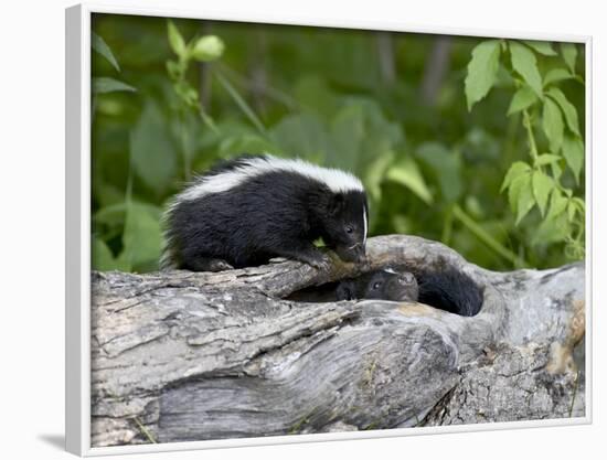 Striped Skunk Baby on Log with Adult in Log, in Captivity, Sandstone, Minnesota, USA-James Hager-Framed Photographic Print