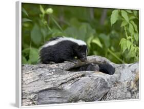 Striped Skunk Baby on Log with Adult in Log, in Captivity, Sandstone, Minnesota, USA-James Hager-Framed Photographic Print