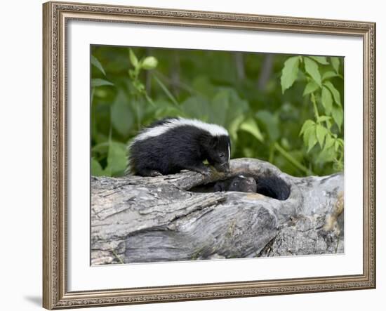 Striped Skunk Baby on Log with Adult in Log, in Captivity, Sandstone, Minnesota, USA-James Hager-Framed Photographic Print