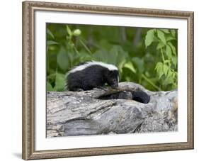 Striped Skunk Baby on Log with Adult in Log, in Captivity, Sandstone, Minnesota, USA-James Hager-Framed Photographic Print