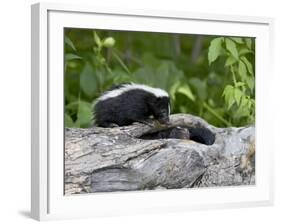 Striped Skunk Baby on Log with Adult in Log, in Captivity, Sandstone, Minnesota, USA-James Hager-Framed Photographic Print