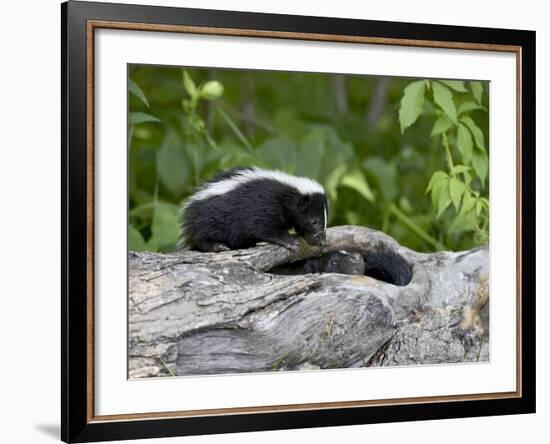 Striped Skunk Baby on Log with Adult in Log, in Captivity, Sandstone, Minnesota, USA-James Hager-Framed Photographic Print