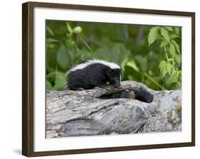 Striped Skunk Baby on Log with Adult in Log, in Captivity, Sandstone, Minnesota, USA-James Hager-Framed Photographic Print