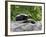 Striped Skunk Baby on Log with Adult in Log, in Captivity, Sandstone, Minnesota, USA-James Hager-Framed Photographic Print