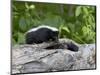 Striped Skunk Baby on Log with Adult in Log, in Captivity, Sandstone, Minnesota, USA-James Hager-Mounted Photographic Print